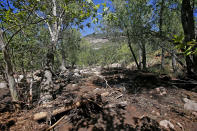 <p>Dead trees, other debris and mud come to a stop near the First Crossing recreation area during the search and rescue operation for a victim in a flash flood along the banks of the East Verde River Monday, July 17, 2017, in Payson, Ariz. The bodies of several children and adults have been found after Saturday’s flash flooding poured over a popular swimming area in the Tonto National Forest. (AP Photo/Ross D. Franklin) </p>