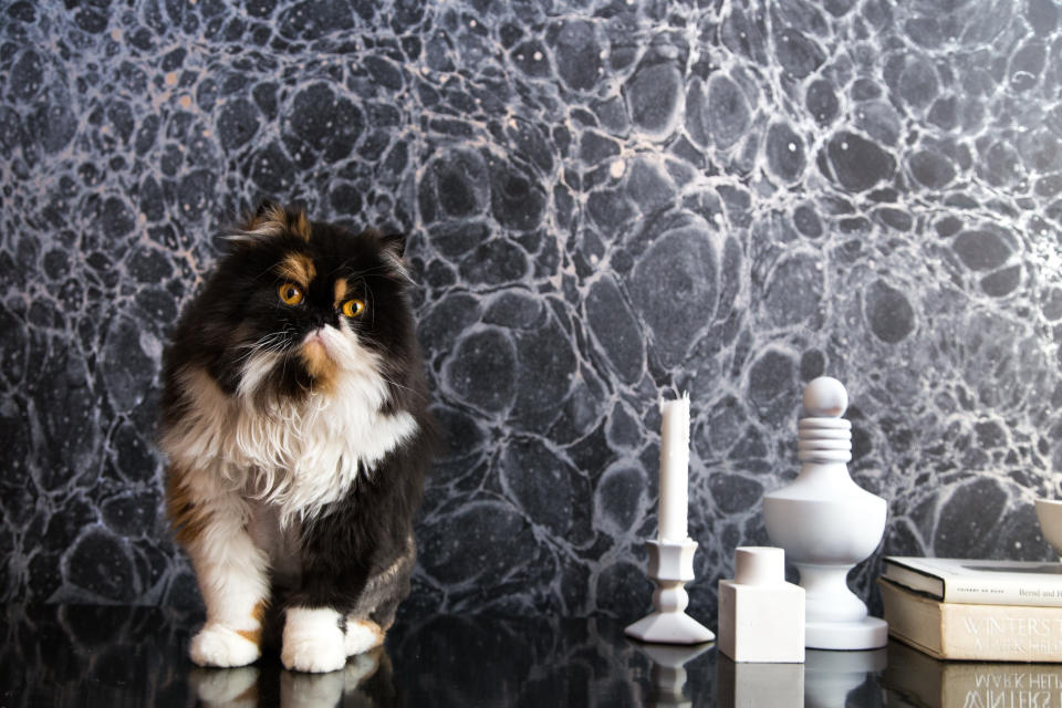 The Cope’s cat Irie, the namesake for Calico Wallpaper, poses in front of Lunaris in midnight.