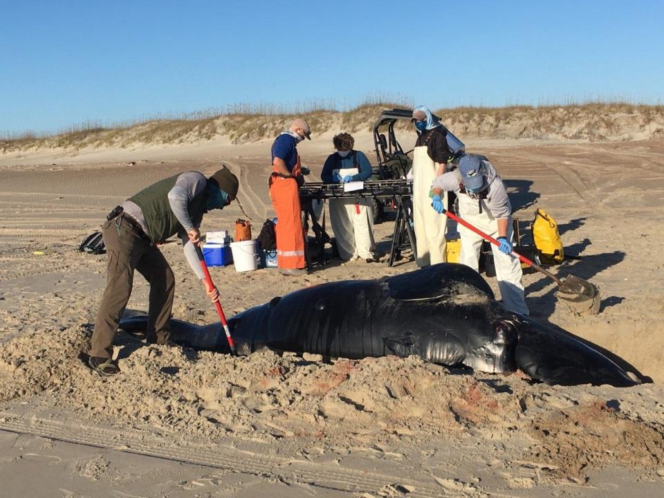 Scientists are investigating how a North Atlantic right whale calf, a critically endangered species which only has an estimated 360 animals remaining in the wild, was found washed up in the Outer Banks.