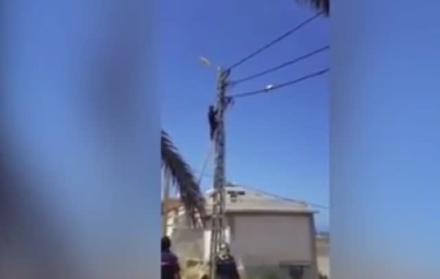 Cat does tightrope walk as firefighters try to rescue it