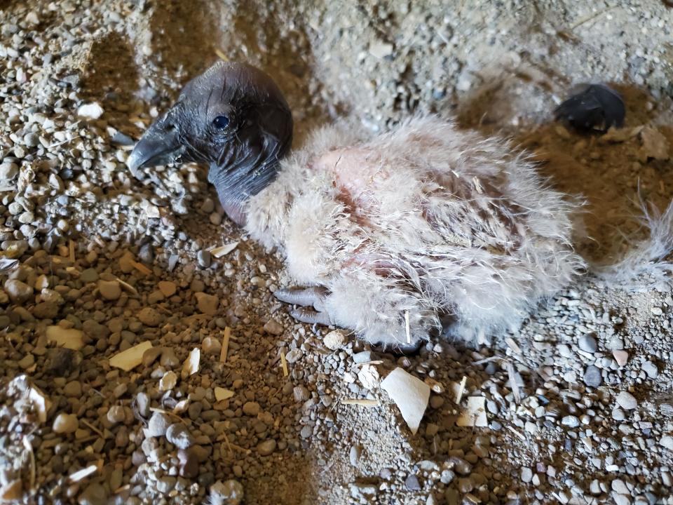 The Andean condor chick at one day old on June 8, 2022. Credit: Brianna Crane, National
Aviary