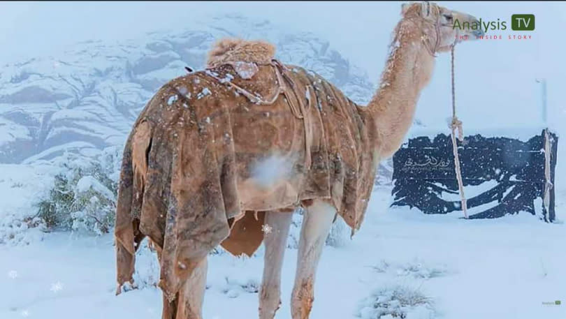 駱駝搭配雪景，看起來非常奇特。（圖／翻攝自YouTube)
