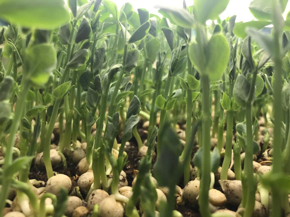 Pea microgreens ready for harvest