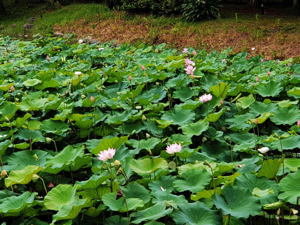 (圖片來源：東勢林區管理處)