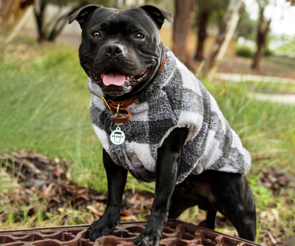 A black staffie wears a black and white lumberjack jacket while standing on a brown crate with green grass and trees behind him.