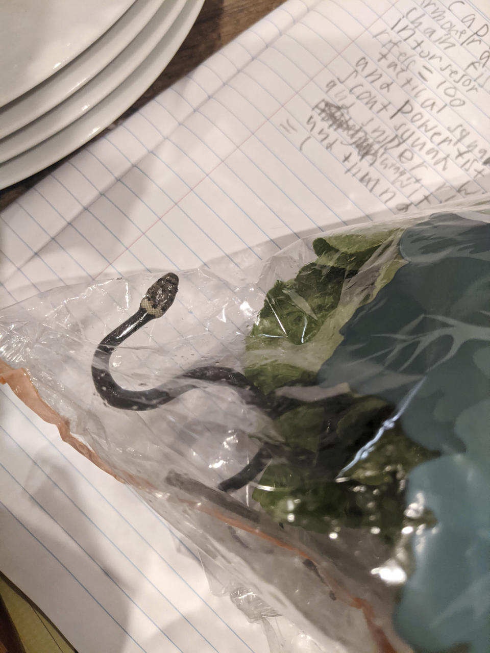 In this photo provided by Alex White, a Pale-headed snake is photographed in a bag of lettuce in Sydney, Monday, April 12, 2021. White thought he was watching a huge worm writhing in plastic-wrapped lettuce he'd just brought home from a Sydney supermarket, until a snake tongue flicked. (Alex White via AP)