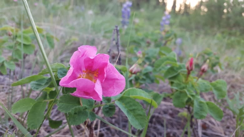 Taste of the park: Foraging for food in downtown Whitehorse