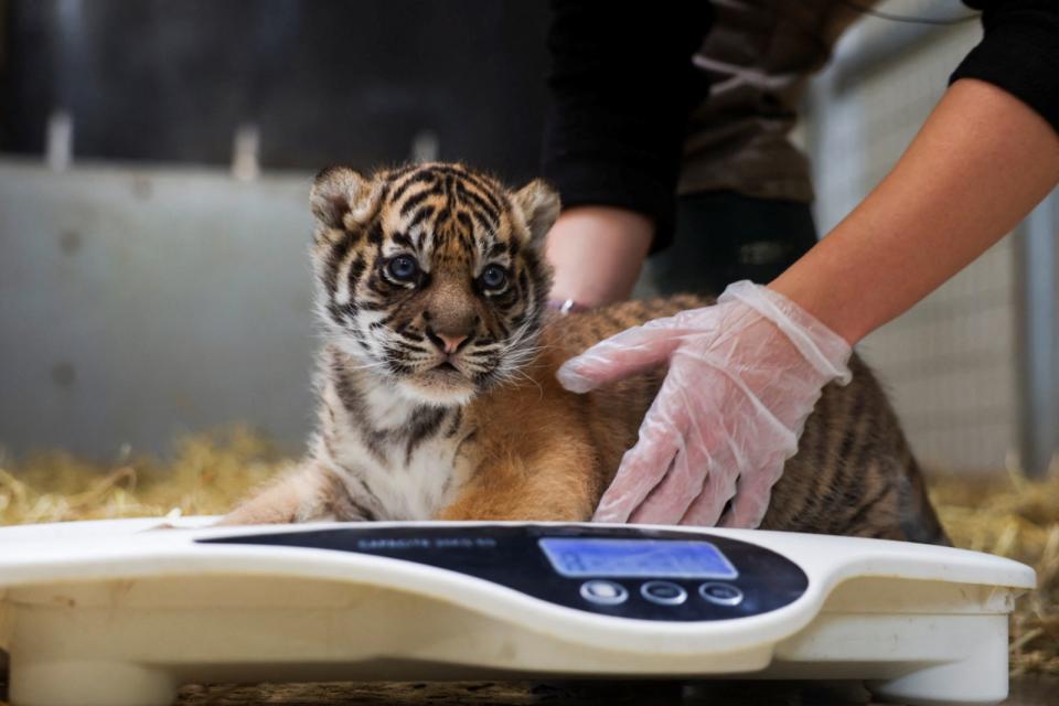 法國亞眠動物園2隻蘇門答臘虎寶寶，出生時約800克，如今都超過4.5公斤。路透社