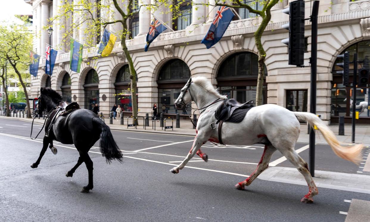 <span>Two of the five horses who got loose bolting through Aldwych, London on Wednesday 24 April. Service personnel and bystanders also suffered injuries.</span><span>Photograph: Jordan Pettitt/AP</span>