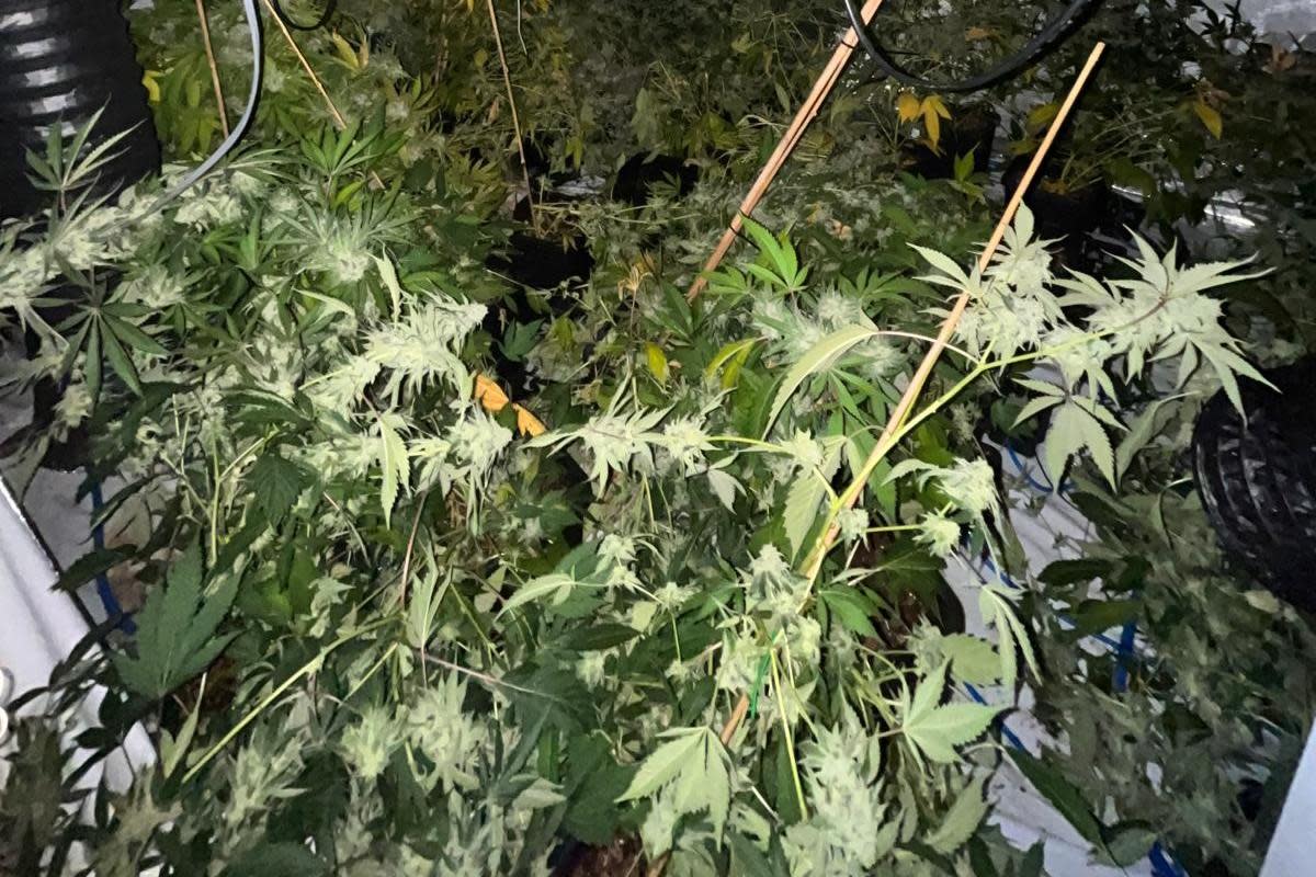 Large cannabis farm discovered in Blandford <i>(Image: Dorset Police)</i>