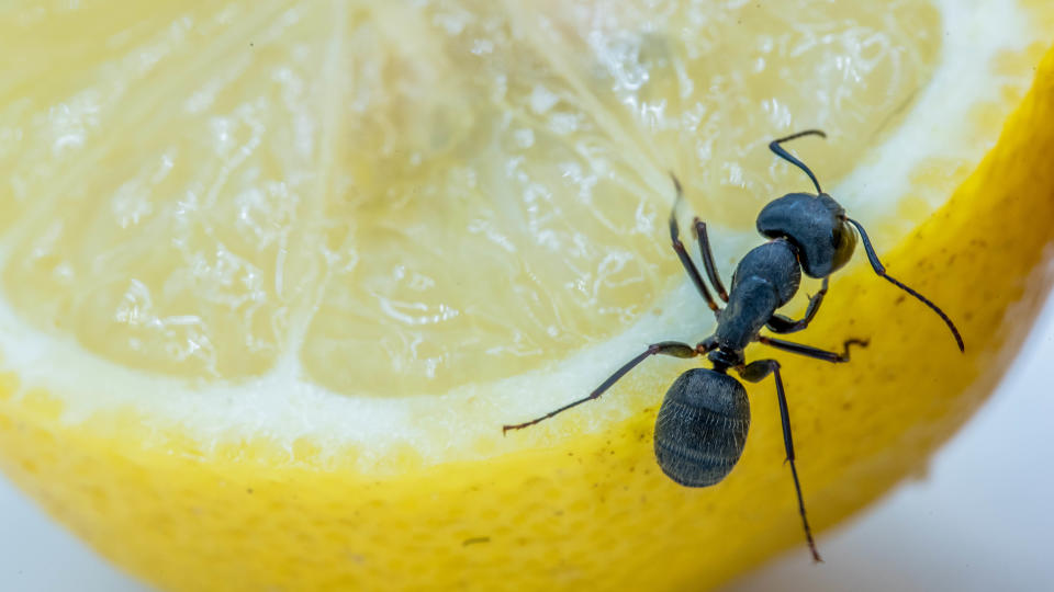 Lemon with an ant