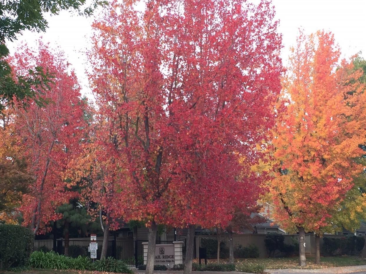 Colorful street trees in north Stockton in 2021.