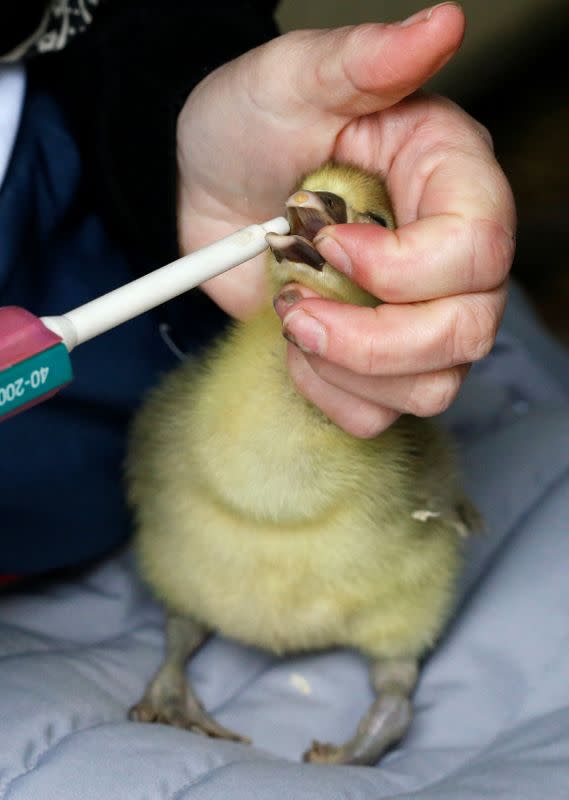 French scientists prepare to launch "naturally fatty" foie gras