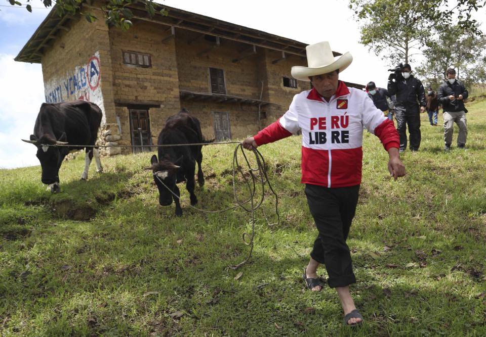 FILE - Free Peru party presidential candidate Pedro Castillo walks his cows to feed them, as journalists follow behind in Chugur, Peru, April 15, 2021. After a year in office, Peru´s President Pedro Castillo has seen his poll number fall as his administration has been beset by a myriad of troubles, ranging from accusations of corruption to having parliament attempt to remove him twice from office. (AP Photo/Martin Mejia, File)