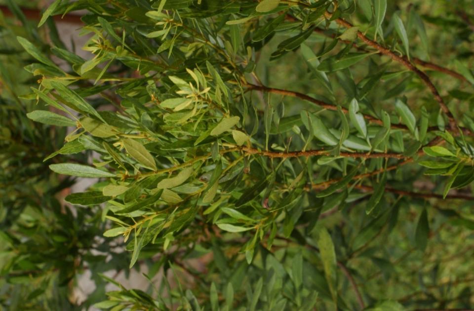 Wax myrtle — which grows at a moderate rate — is a favorite nesting tree for numerous bird species.