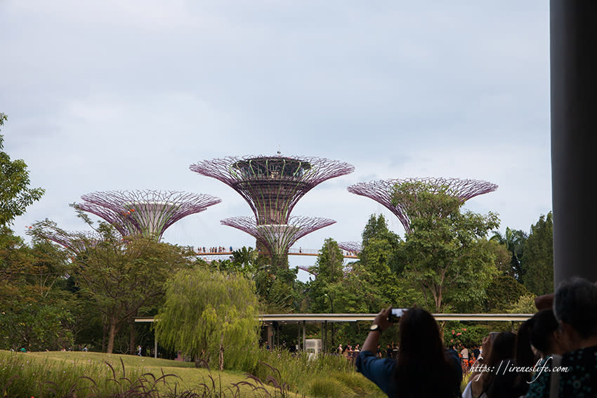 濱海灣花園天空樹