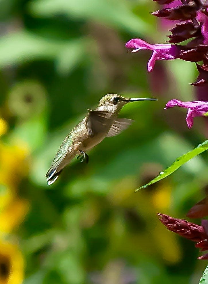 Rockin' Fuchsia is one of many annual salvias that hummingbirds love for its tubular flowers.