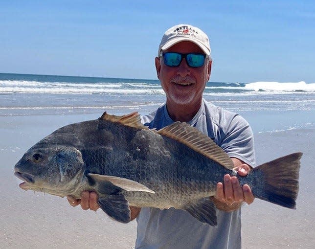 Black drum are everywhere! Dave King beached a Big Ugly in Ponce Inlet.