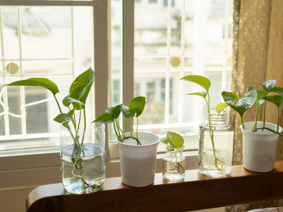 Plants in a bedroom.