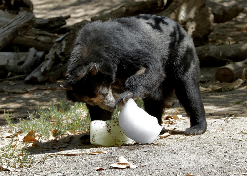 An Andean bear tries to get food out of a frozen treat left by zookeepers at the Phoenix Zoo, Tuesday, July 16, 2019, in Phoenix. The National Weather Service has issued an excessive heat warning to take effect until Wednesday night. The Phoenix Zoo use spraying, frozen treats and shaded area's to keep their animals cool. (AP Photo/Matt York)