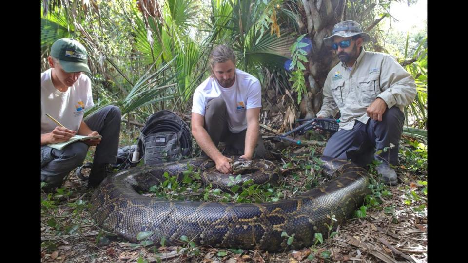 Los biólogos de vida silvestre de Conservancy of Southwest Florida muestran una pitón birmana hembra de casi 18 pies de largo y que pesaba 215 libras.