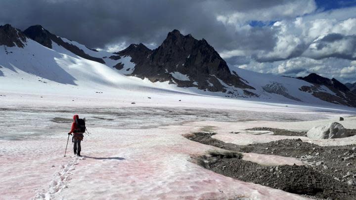 A unique ecosystem of microorganisms like algae and fungi are responsible for sometimes giving snow an unusual reddish hue. (Submitted by Lynne Quarmby - image credit)