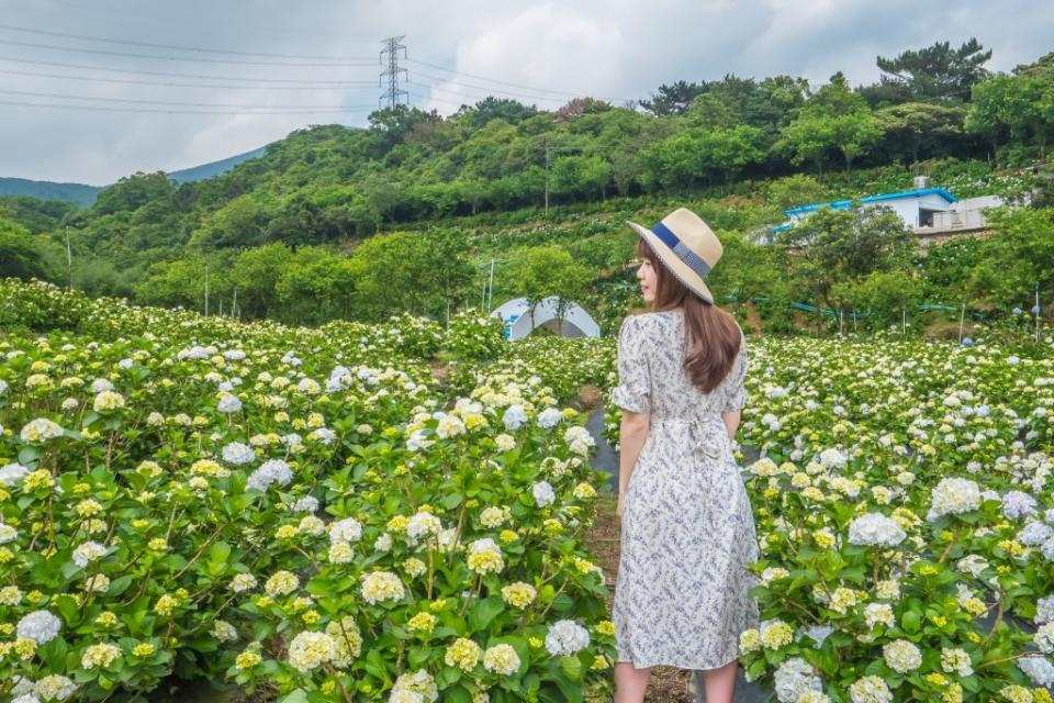 青春山海線的萬里高家繡球花田第三園區廣達八千坪，美麗又壯觀讓人心情開闊。(新北市觀光旅遊局提供)