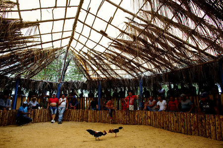 Cockfighting enthusiasts watch a fight at a cockfighting arena in Moron, central region of Ciego de Avila province, Cuba, February 16, 2017. REUTERS/Alexandre Meneghini 