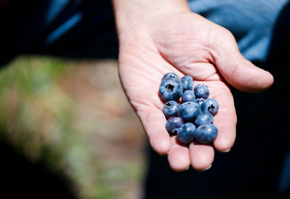 Missouri Berries owner Randy Little shows a handful of blueberries at his U-pick berry farm near Republic on Monday, June 10, 2024.