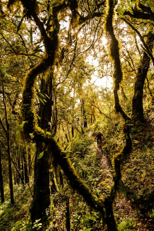 <p>Photo: Bruno Long</p><p> The forest is wildly lush in most areas, with moss, vines and ferns covering much of the ground.</p>