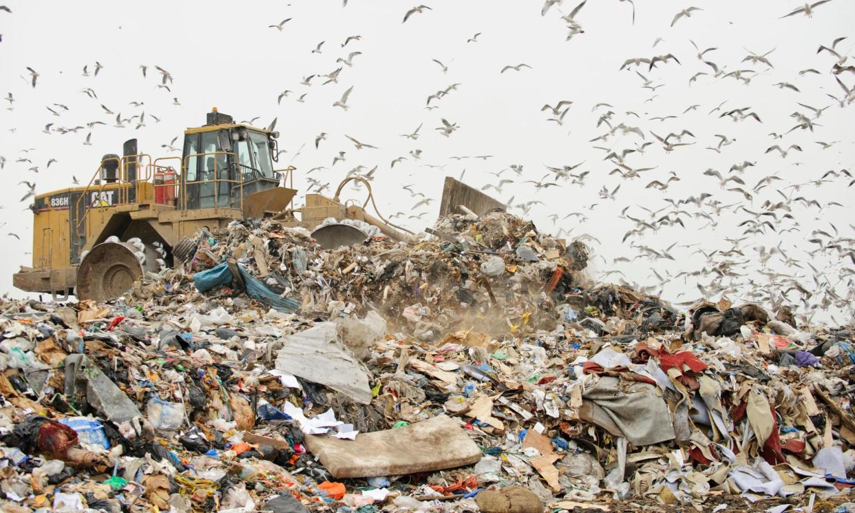 <span>Gulls and crows are known to lurk at landfill sites where antimicrobial-resistant bacteria can thrive.</span><span>Photograph: Nature Picture Library/Alamy</span>