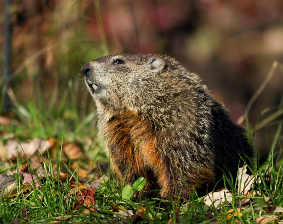 Groundhogs are "true" hibernators, dropping their body temperatures to near freezing during the winter months.