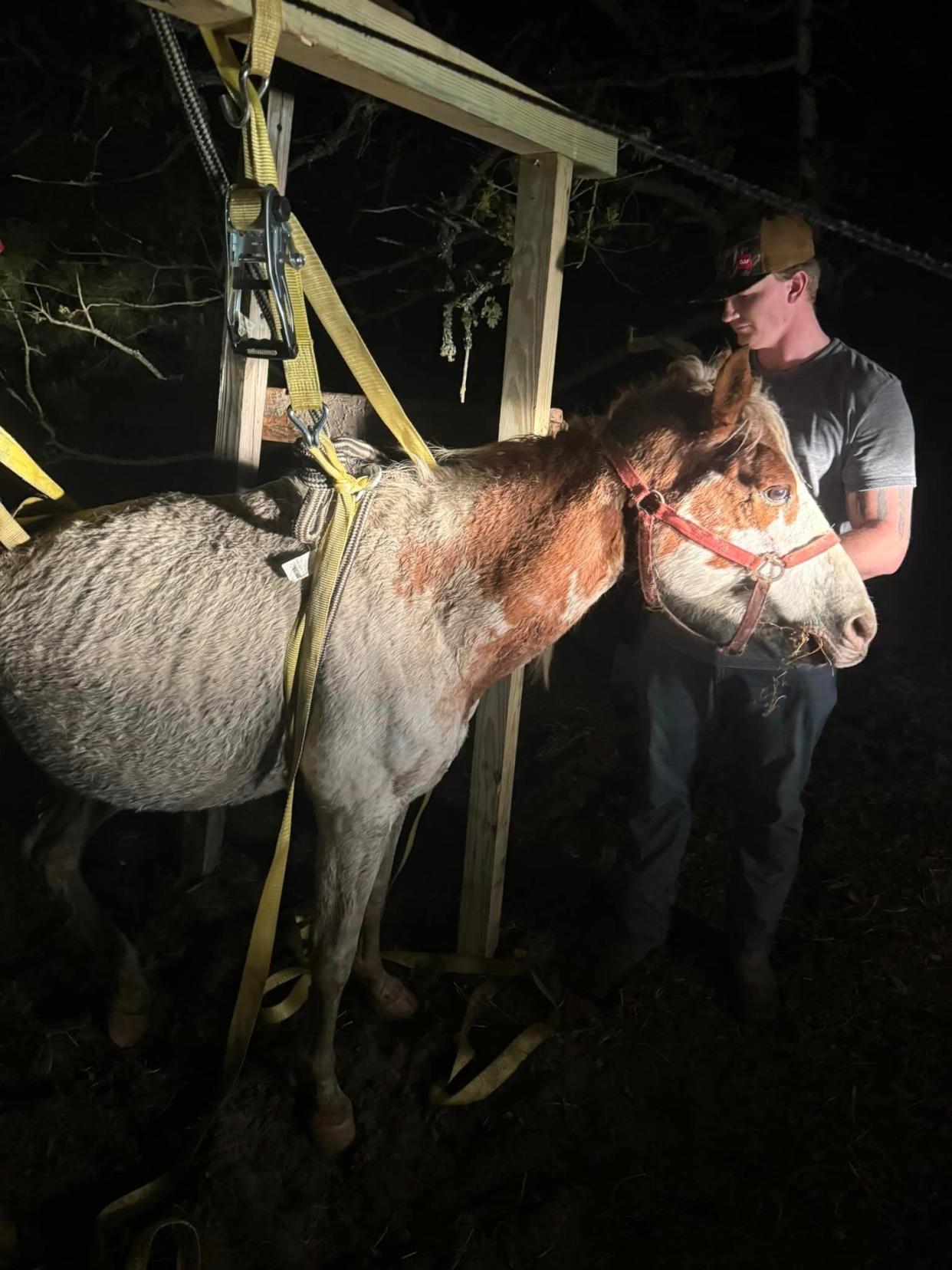Chincoteague Volunteer Fire Company firefighters and other volunteers try to save the mare Wildfire, who sadly had to be euthanized due to paralysis in her back legs.
