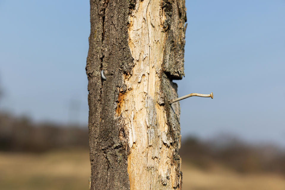 Kann man mit einem Kupfernagel einen ganzen Baum töten? Dieser Mythos hält sich hartnäckig. (Symbolbild: Getty Images)