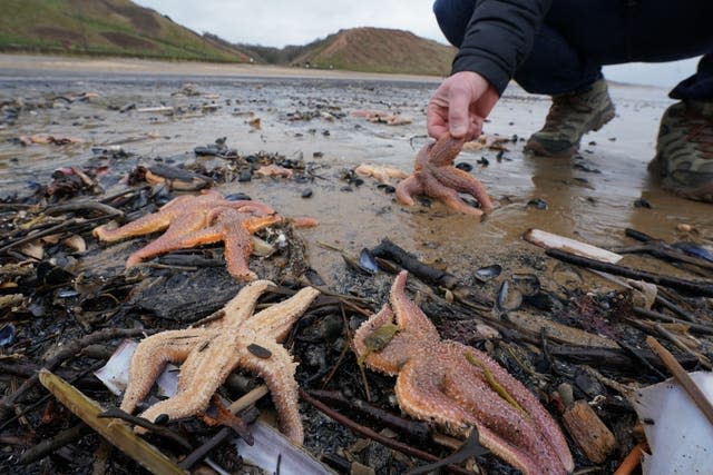 Shellfish washed up on Saltburn beach