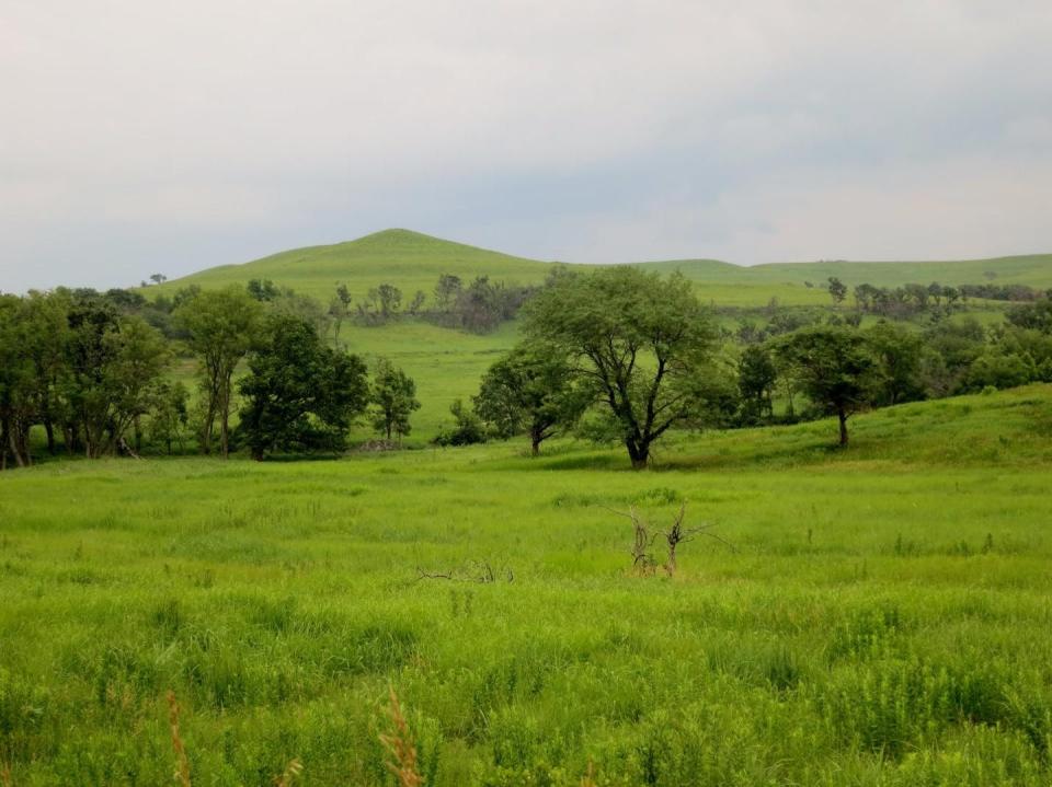 <span class="caption">The Konza Prairie, a protected grassland in Kansas, is a unique research area: decades of data and minimal human influence.</span> <span class="attribution"><span class="source">Ellen Welti</span>, <a class="link " href="http://creativecommons.org/licenses/by-nd/4.0/" rel="nofollow noopener" target="_blank" data-ylk="slk:CC BY-ND;elm:context_link;itc:0;sec:content-canvas">CC BY-ND</a></span>