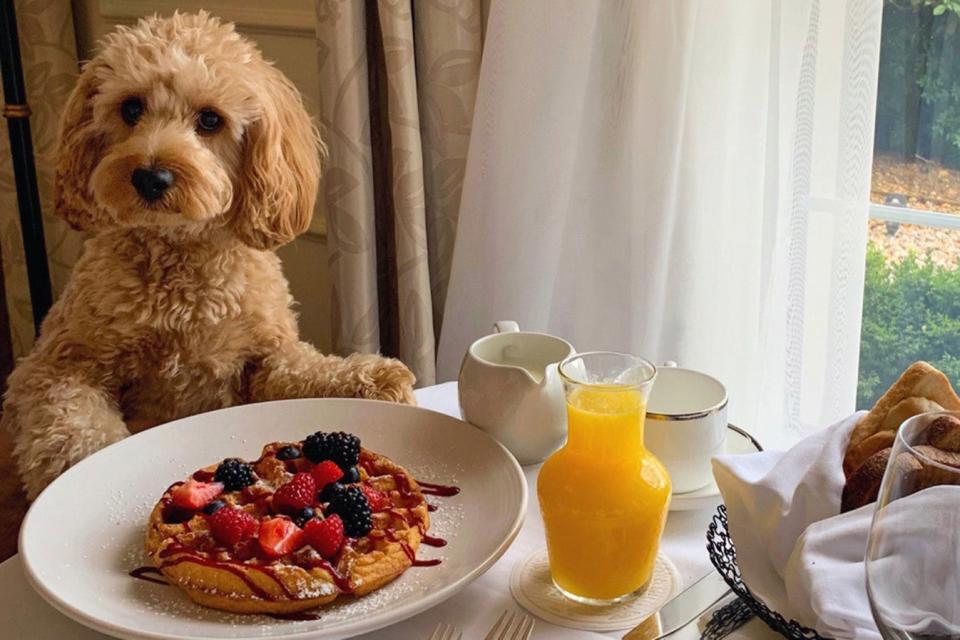 Lead the way: a dog enjoying a stay at a Hampshire hotel (Four Seasons)