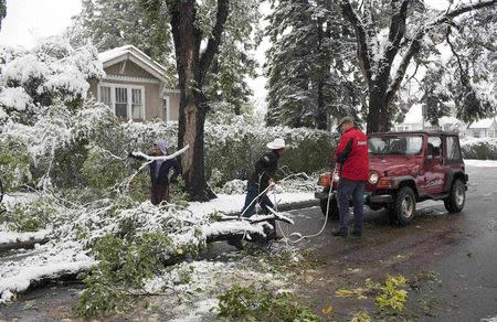 Local area residents clear away fallen tree branches after they collapsed from the weight of the heavy snow during a summer snow storm in Calgary, Alberta, September 10, 2014. REUTERS/Todd Korol