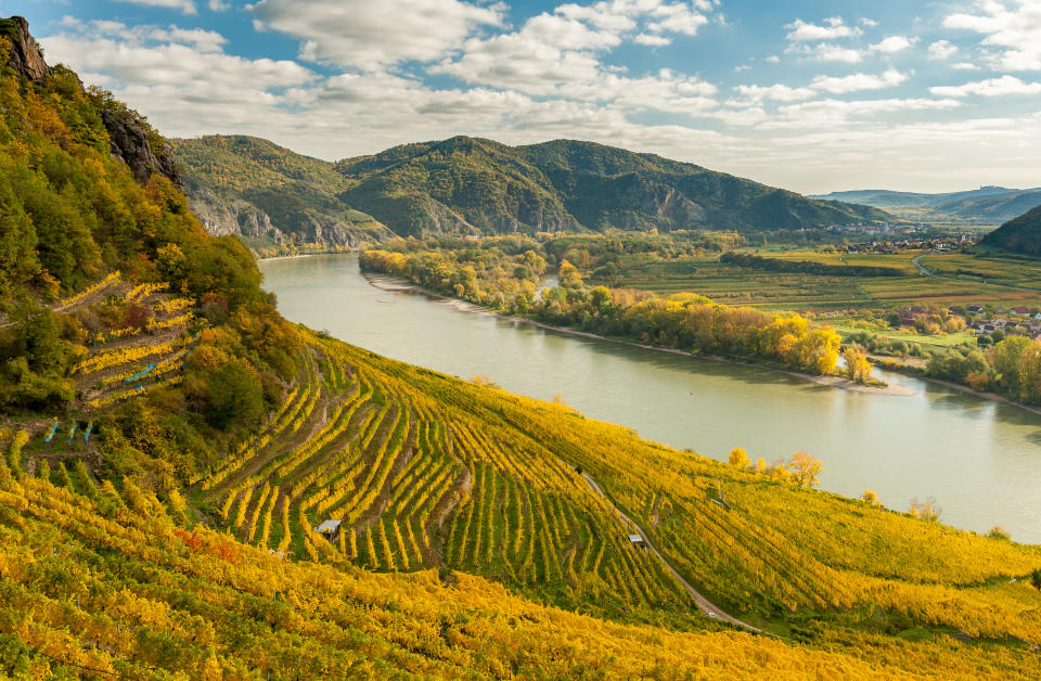 Vineyards in Wachau,Austria