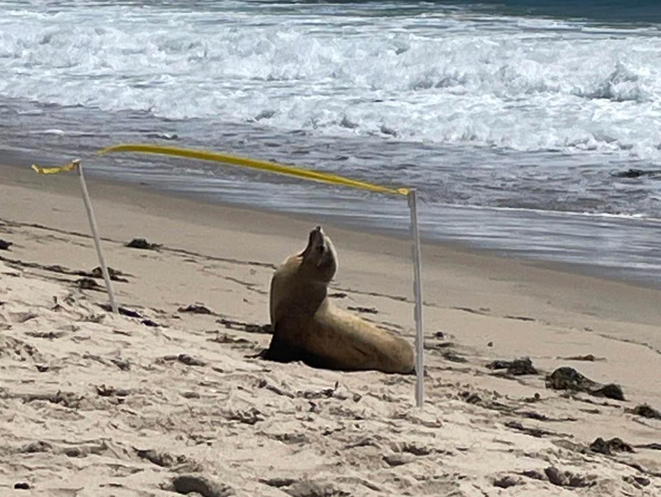 Seal lion ashore