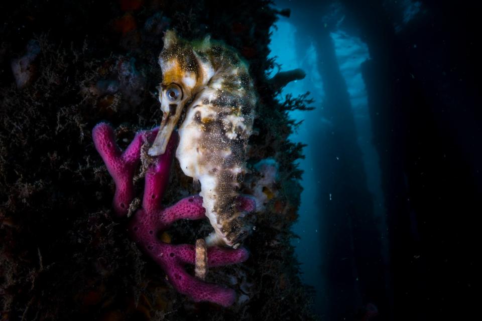 An endangered White's seahorse in Sydney Harbour.