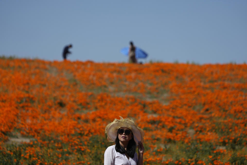 A visitor stands on a field of blooming flowers near the Antelope Valley California Poppy Reserve, Monday, April 10, 2023, in Lancaster, Calif. (AP Photo/Marcio Jose Sanchez)