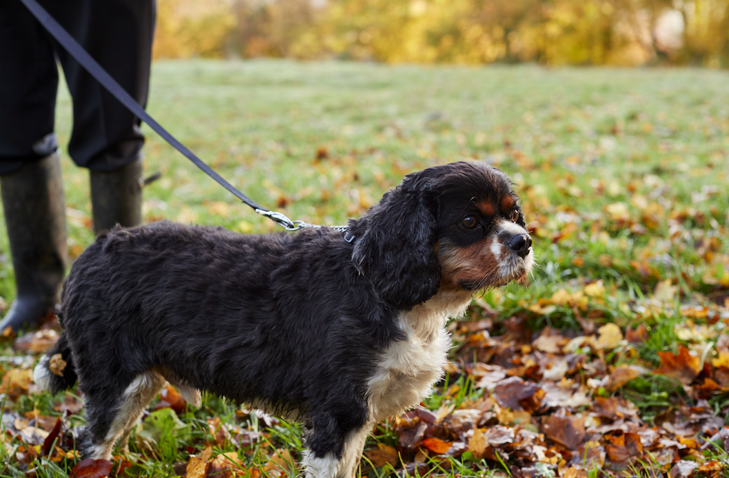 what causes rain rot in dogs