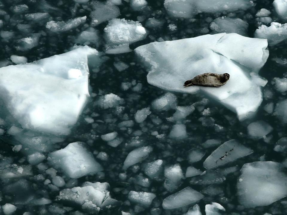 Almost all the ice covering the Bering Sea has melted, throwing Alaska communities into disarray