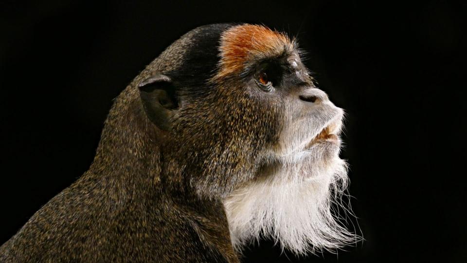 De Brazza’s monkey