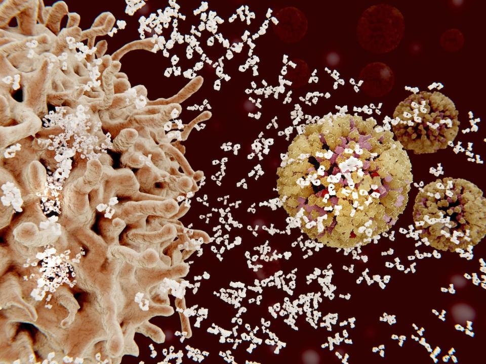 Inflammation is a process in which antibody-producing cells – like the large beige cell on the left of this image – rush to the site of an infection to attack an invader, such as the flu virus in yellow. <a href="https://www.gettyimages.com/detail/illustration/immune-response-to-a-virus-illustration-royalty-free-illustration/724237117?phrase=antibodies%20infection&adppopup=true" rel="nofollow noopener" target="_blank" data-ylk="slk:Juan Gaertner/Science Photo Library via Getty Images;elm:context_link;itc:0;sec:content-canvas" class="link ">Juan Gaertner/Science Photo Library via Getty Images</a>