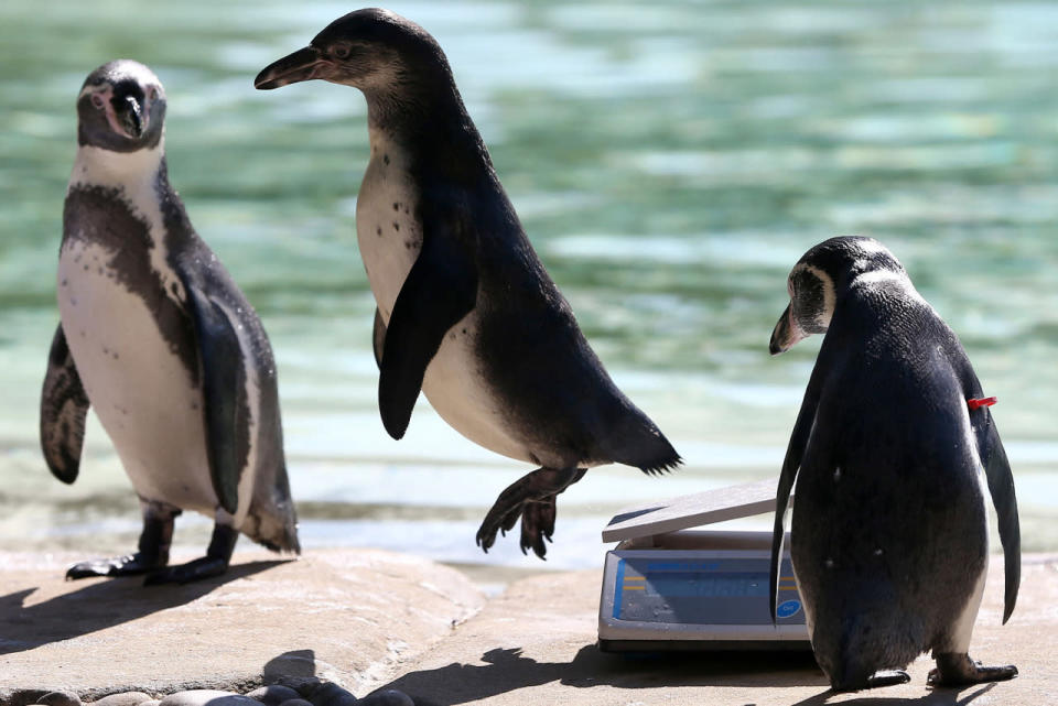 <p>A Humboldt penguin jumps off scales during the annual weigh-in at London Zoo, August 24, 2016. (Neil Hall/Reuters)</p>