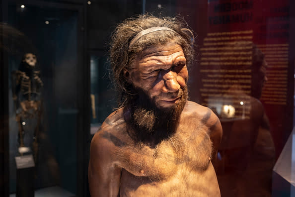 neanderthal remade for a museum display