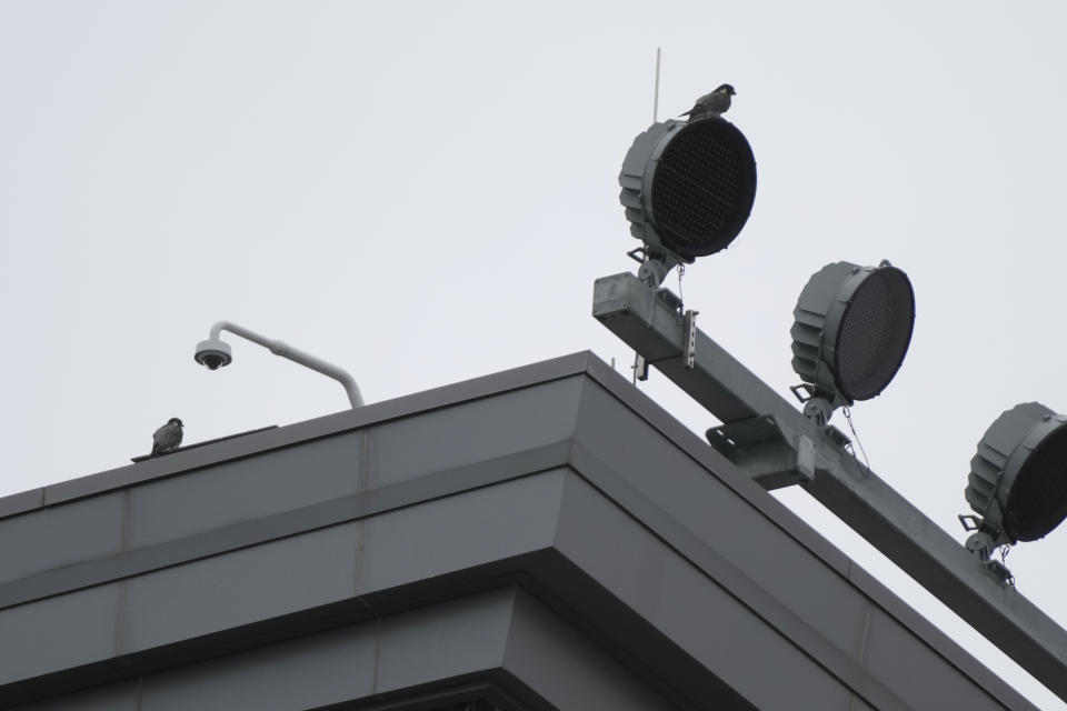 A pair of peregrine falcons are seen on the roof of Spartan Stadium, Wednesday, May 24, 2023, in East Lansing, Mich. A state wildlife biologist banded four peregrine falcon chicks that live in a nest situated on the top of Spartan Stadium, home of Michigan State University's football team. (AP Photo/Carlos Osorio)