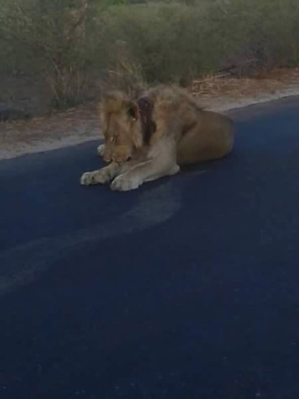 Tourists on safari horrified to find lion with snare around his neck